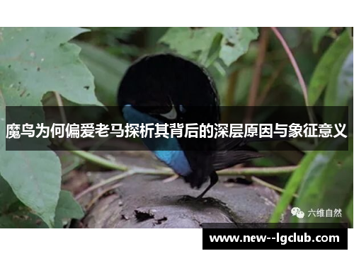 魔鸟为何偏爱老马探析其背后的深层原因与象征意义